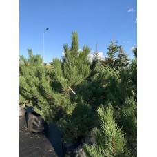 Сосна чорна 4 м